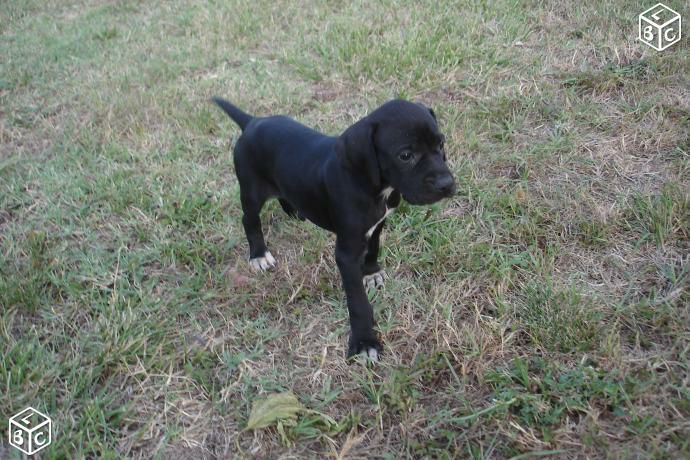 Chiot Elevage De La Forêt De Rose Max Eleveur De Chiens