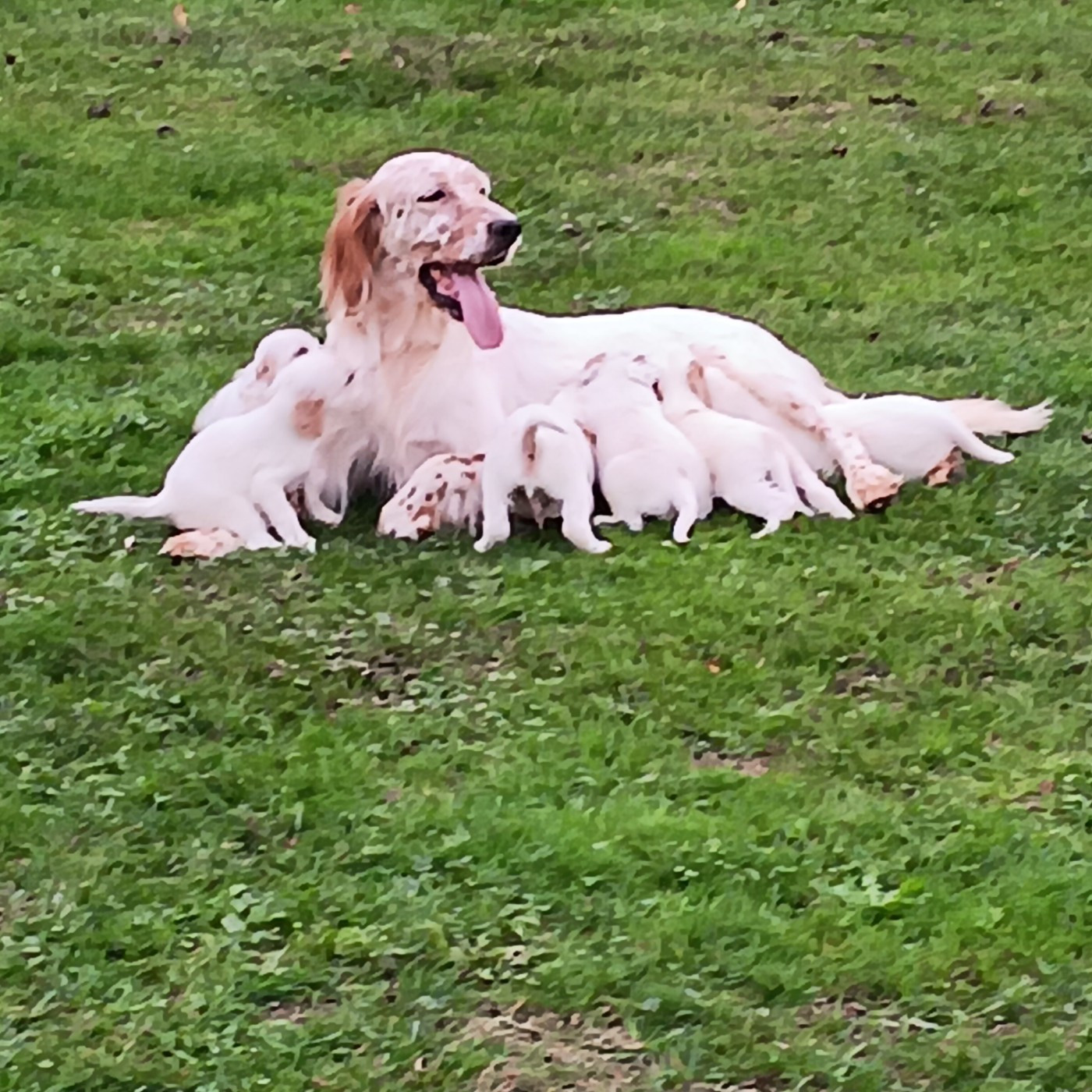 CHIOT 14 - Setter Anglais