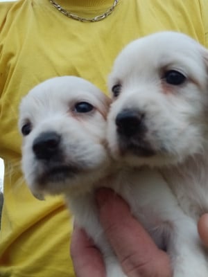 Les chiots de Setter Anglais