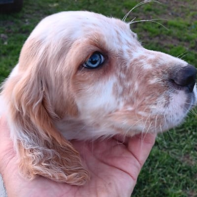 Les chiots de Setter Anglais