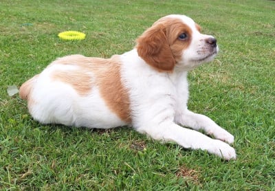 Les chiots de Epagneul Breton