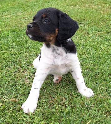 Les chiots de Epagneul Breton