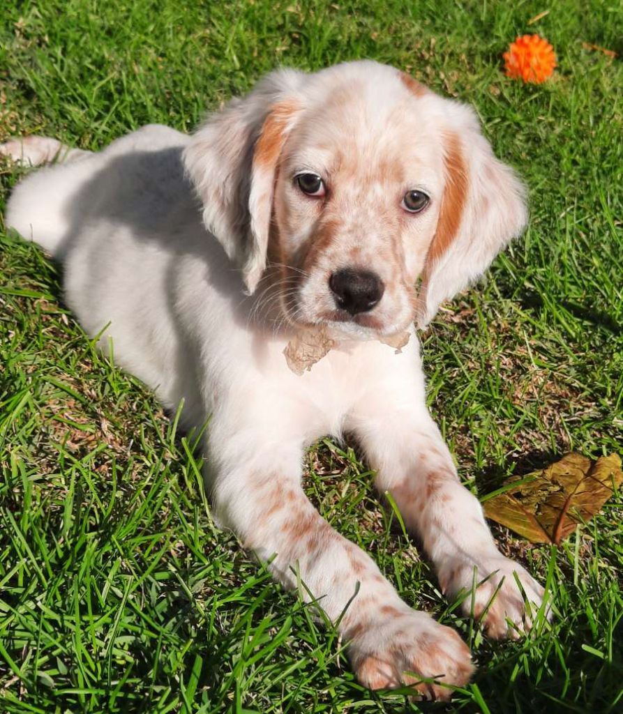 Chiots de la race Setter anglais disponibles sur chiotsdefrance