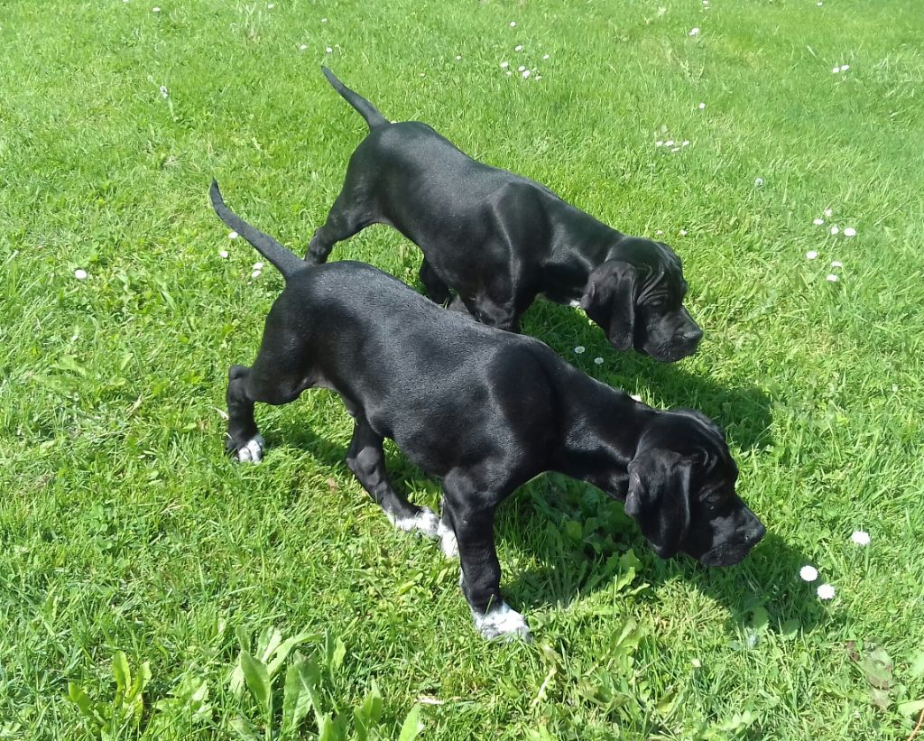 Chiot Elevage De La Forêt De Rose Max Eleveur De Chiens