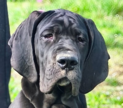 De La Comté D'Erébore