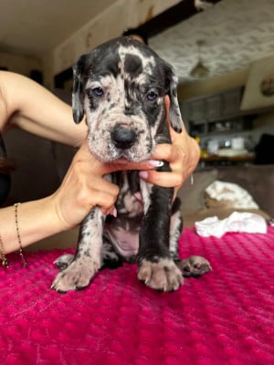 Les chiots de Dogue allemand