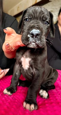 Les chiots de Dogue allemand