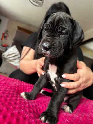 Les chiots de Dogue allemand