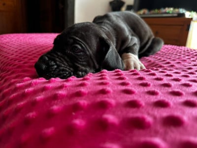 Les chiots de Dogue allemand