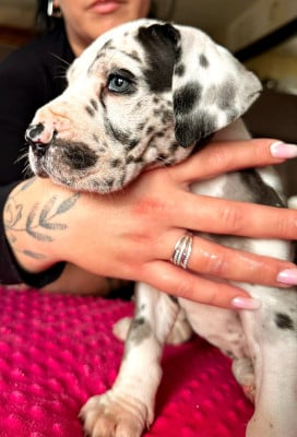 Les chiots de Dogue allemand