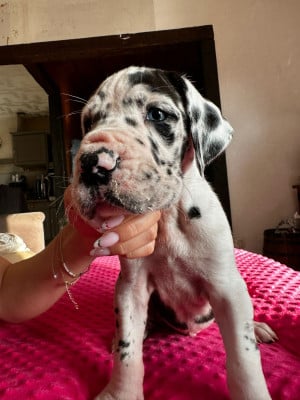 Les chiots de Dogue allemand