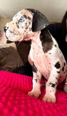 Les chiots de Dogue allemand