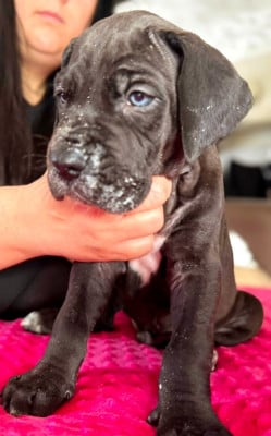 Les chiots de Dogue allemand