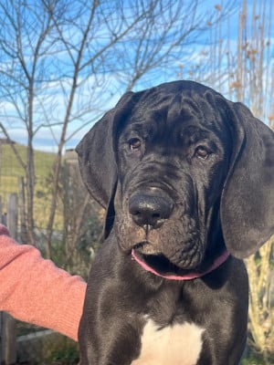 Les chiots de Dogue allemand