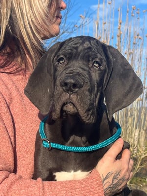 Les chiots de Dogue allemand