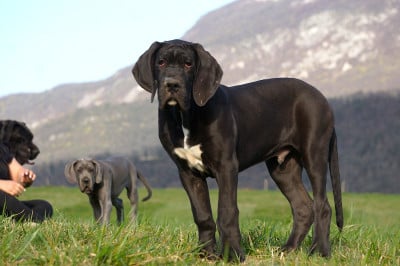 Les chiots de Dogue allemand