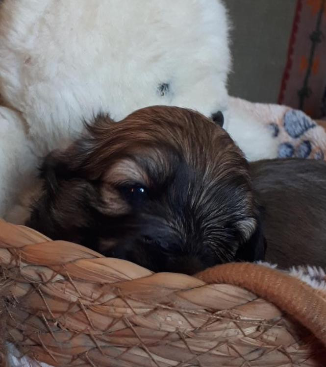 CHIOT 4 - Bichon Havanais