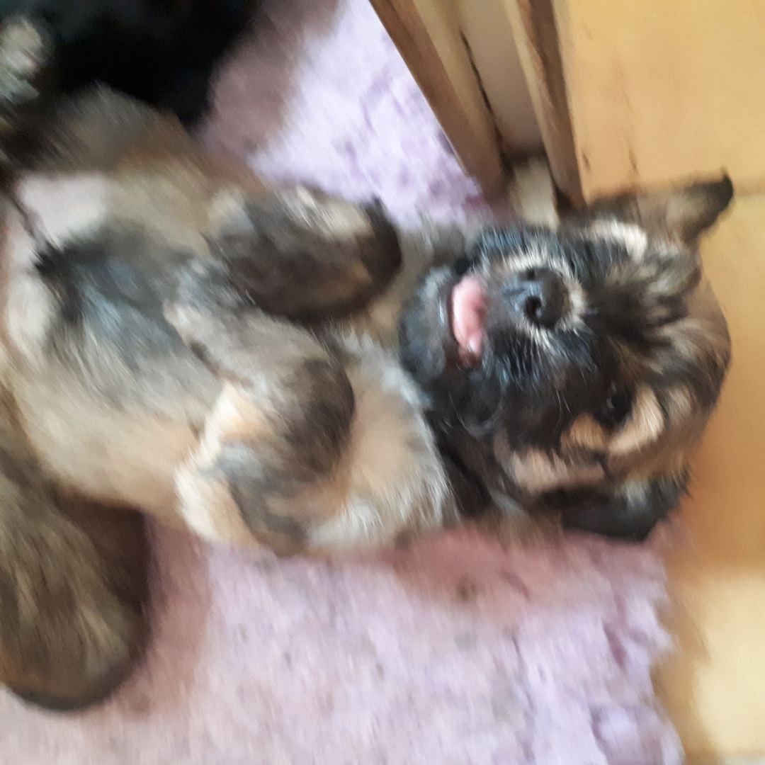 CHIOT 2 - Bichon Havanais