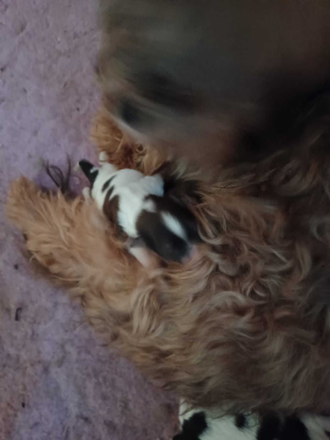 Chiot N°1 - Bichon Havanais