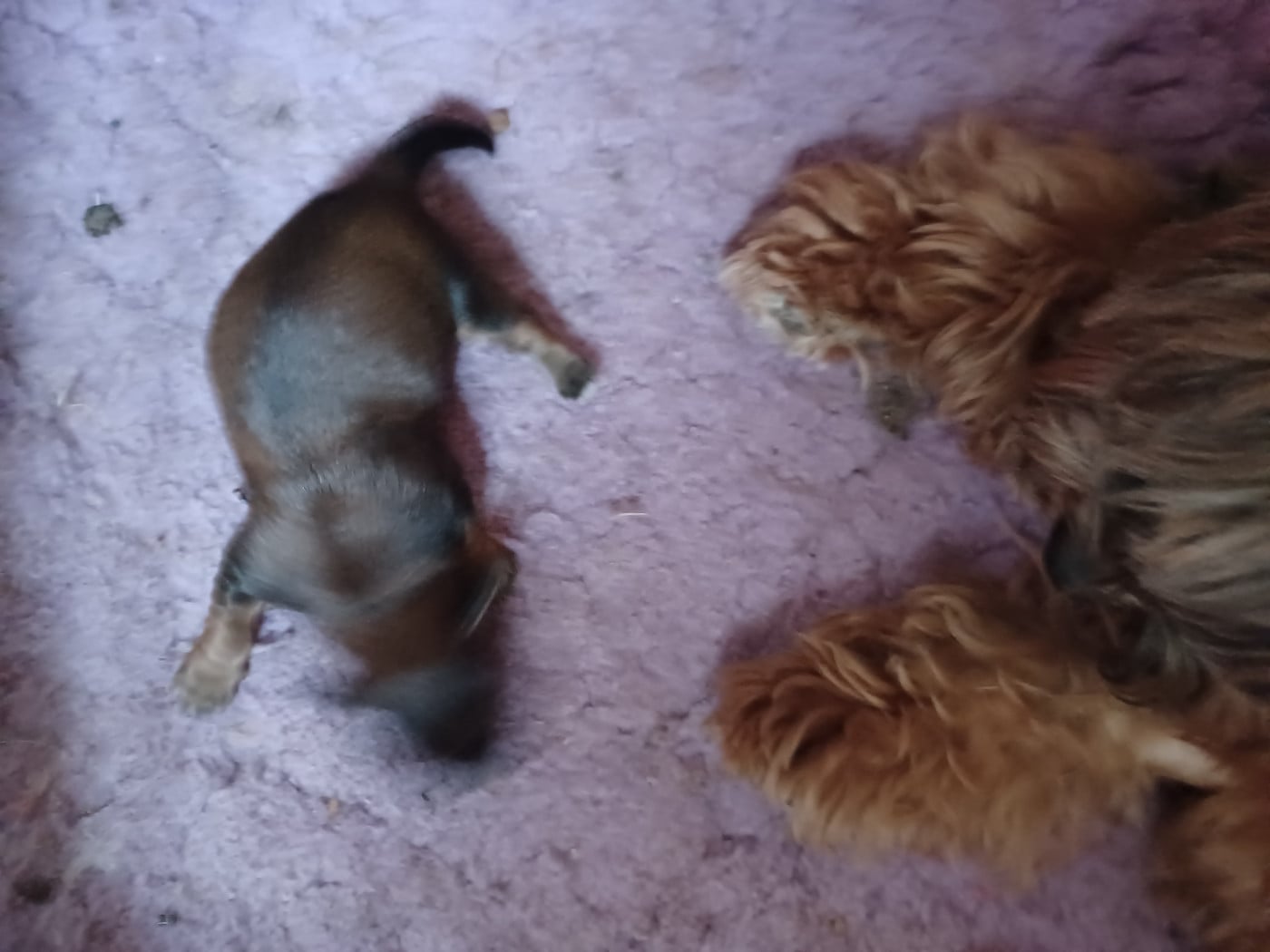 Chiot N°2 - Bichon Havanais