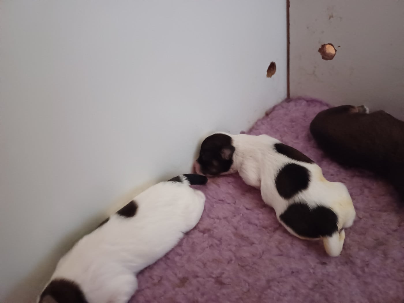 Chiot N°3 - Bichon Havanais