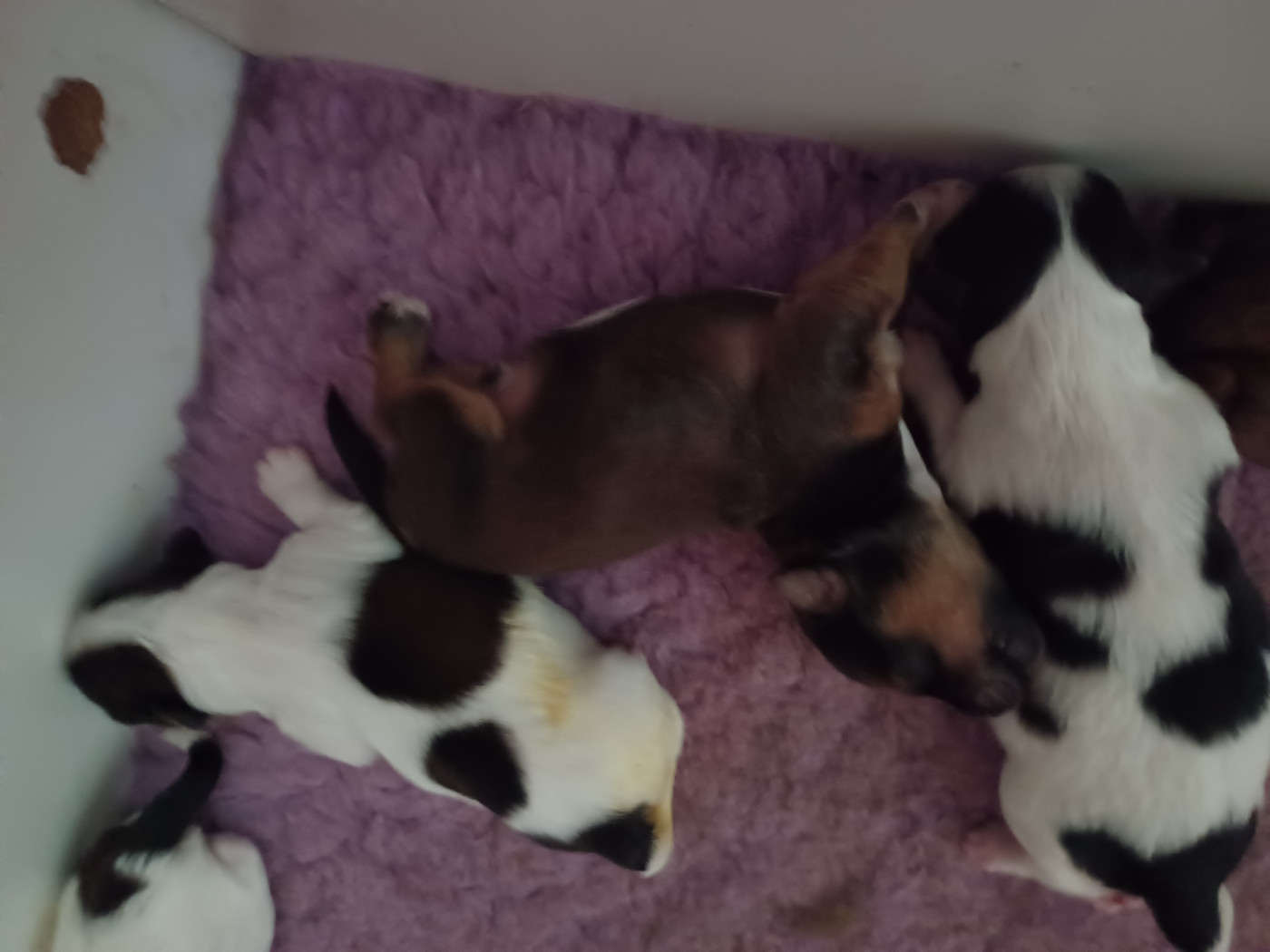 Chiot N°4 - Bichon Havanais