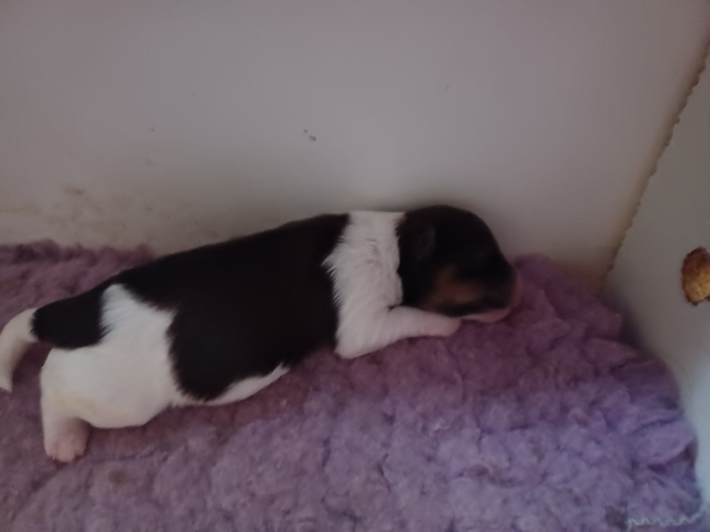 Chiot N°5 - Bichon Havanais