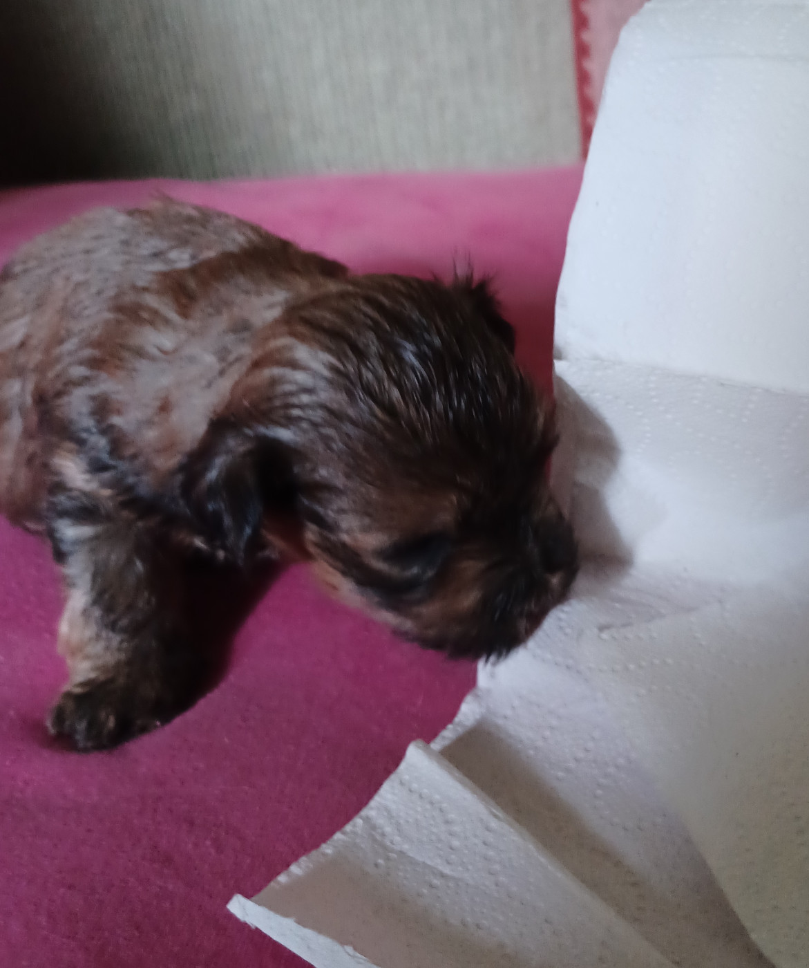 Chiot N°2