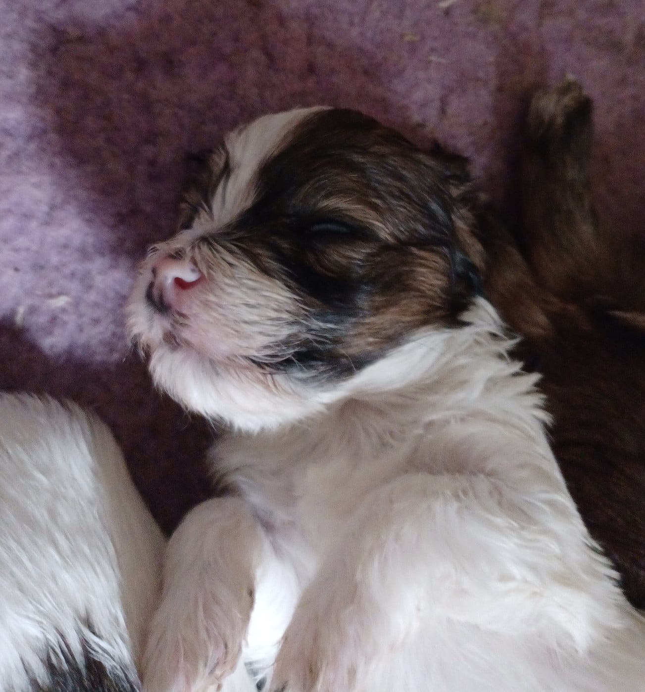 Chiot N°3