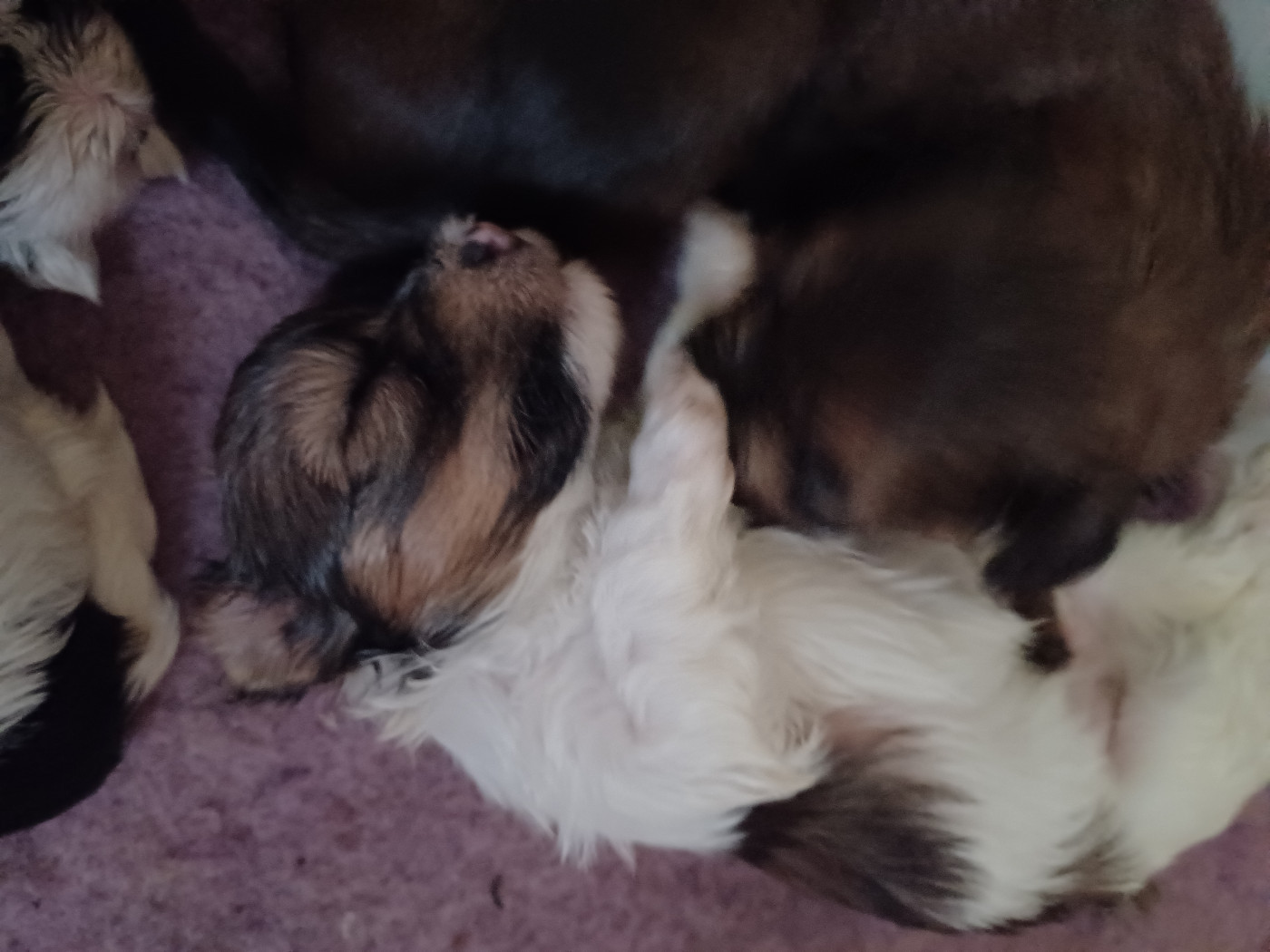 Chiot N°5
