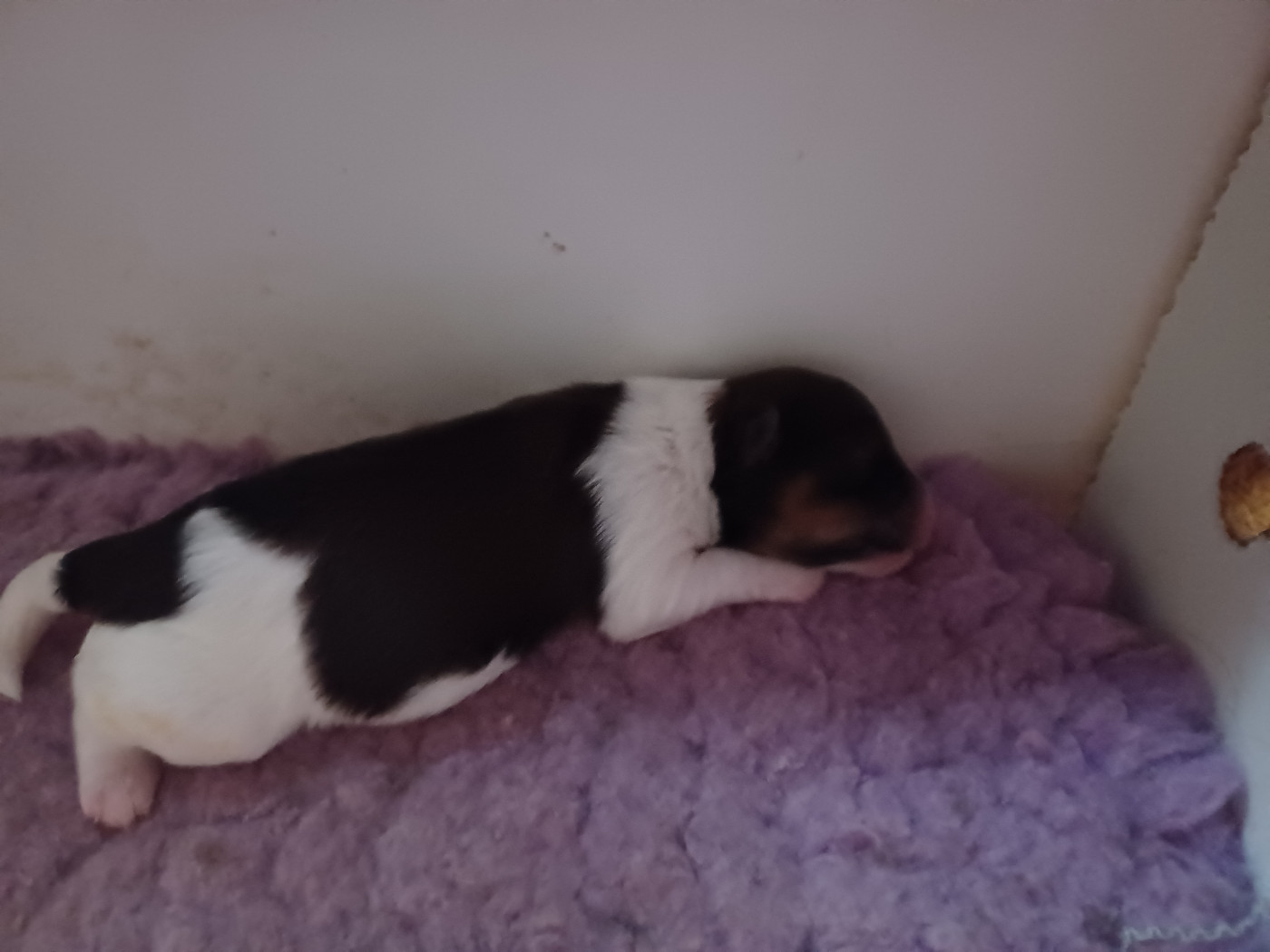 Chiot N°5