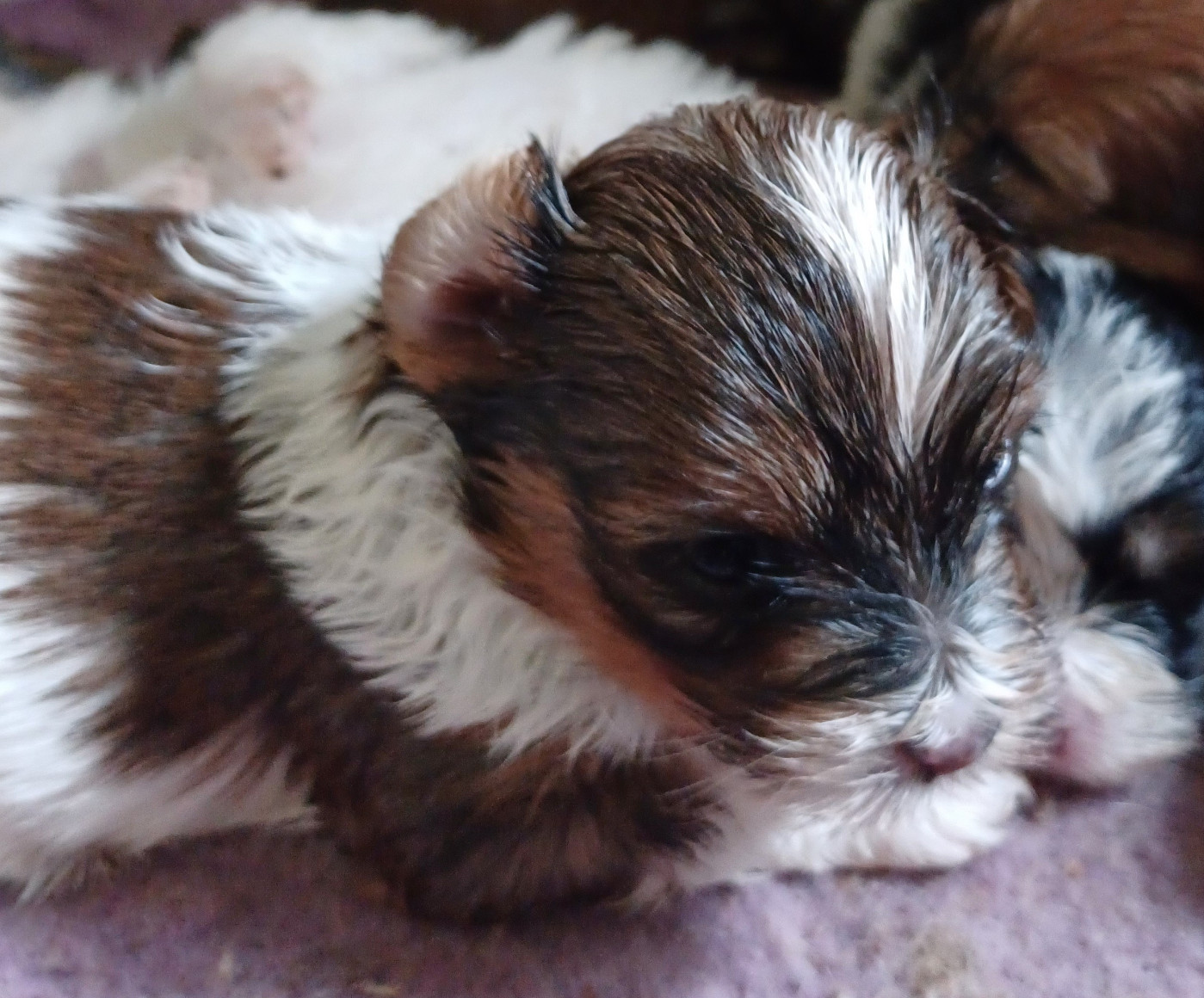 Chiot N°1