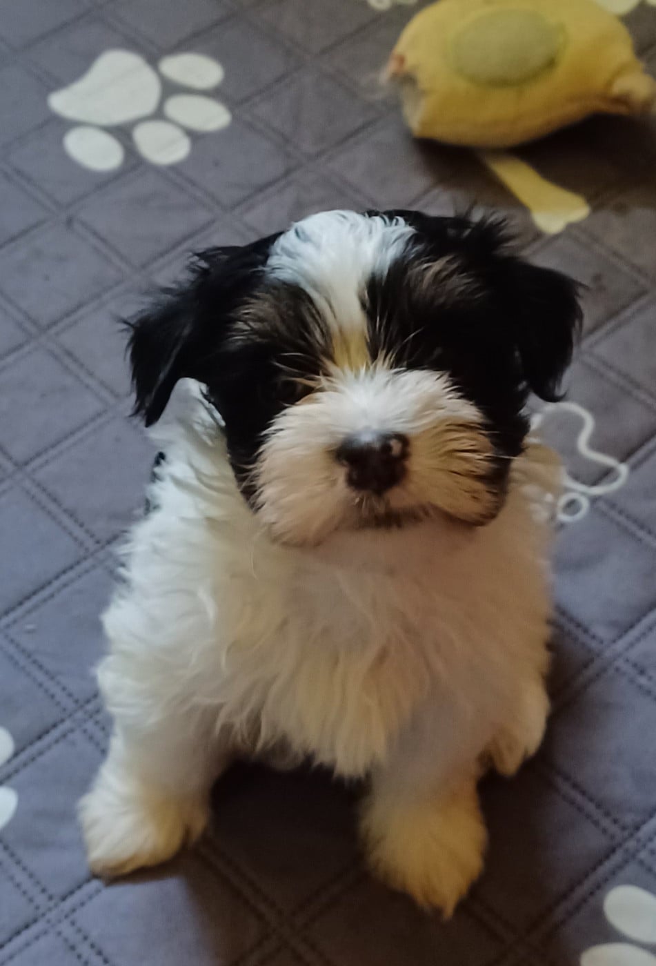 Chiot N°7 - Bichon Havanais