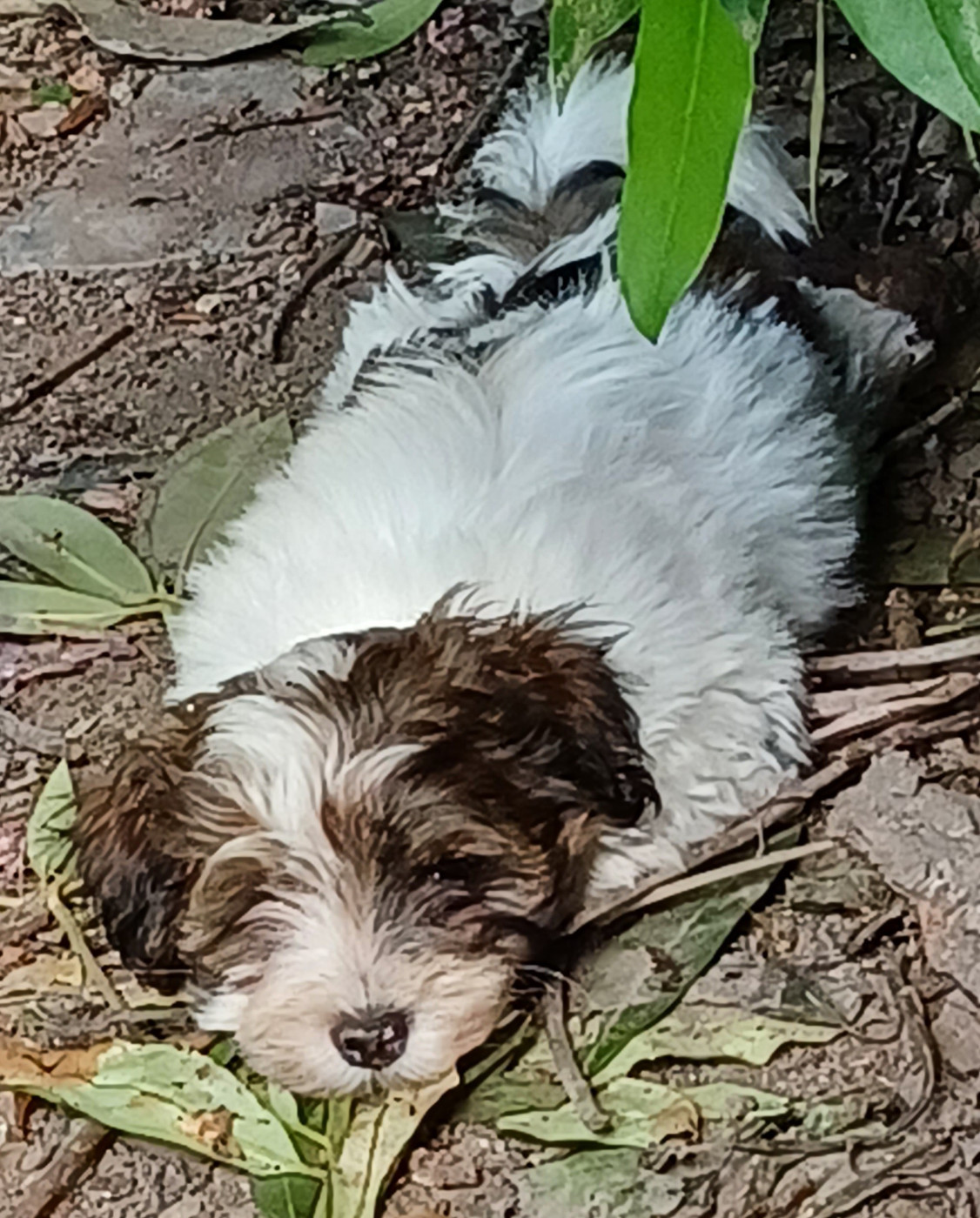 Chiot N°3