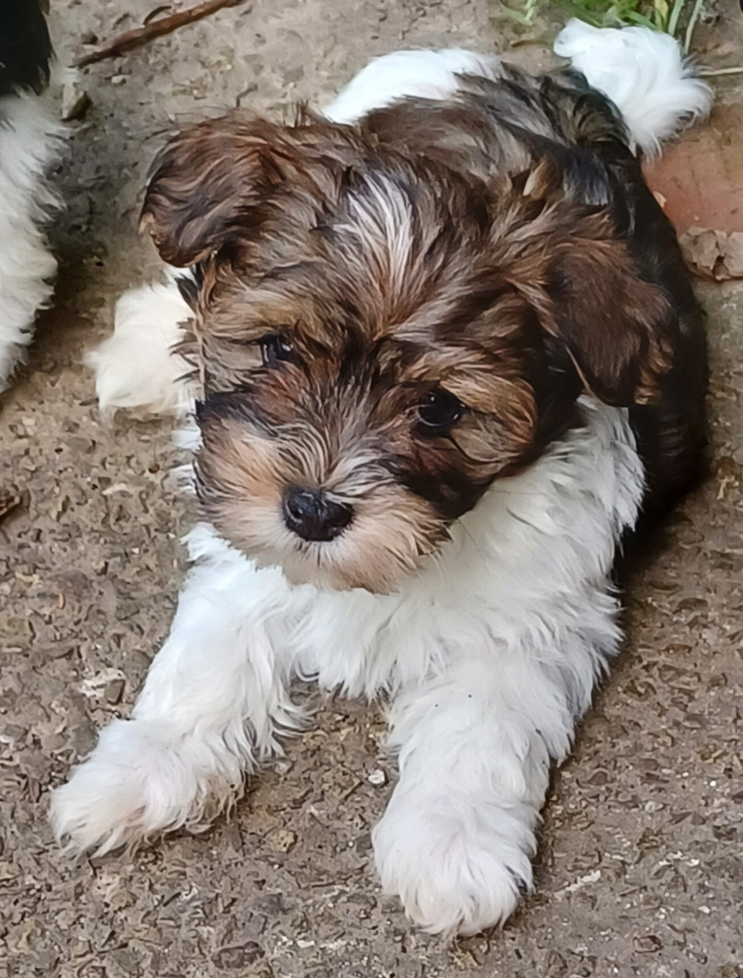 Chiot N°5