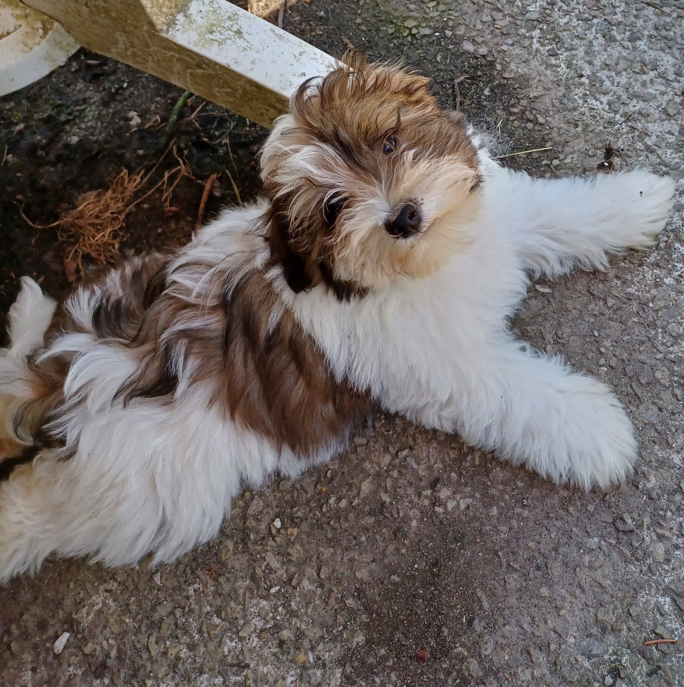 Chiot N°3