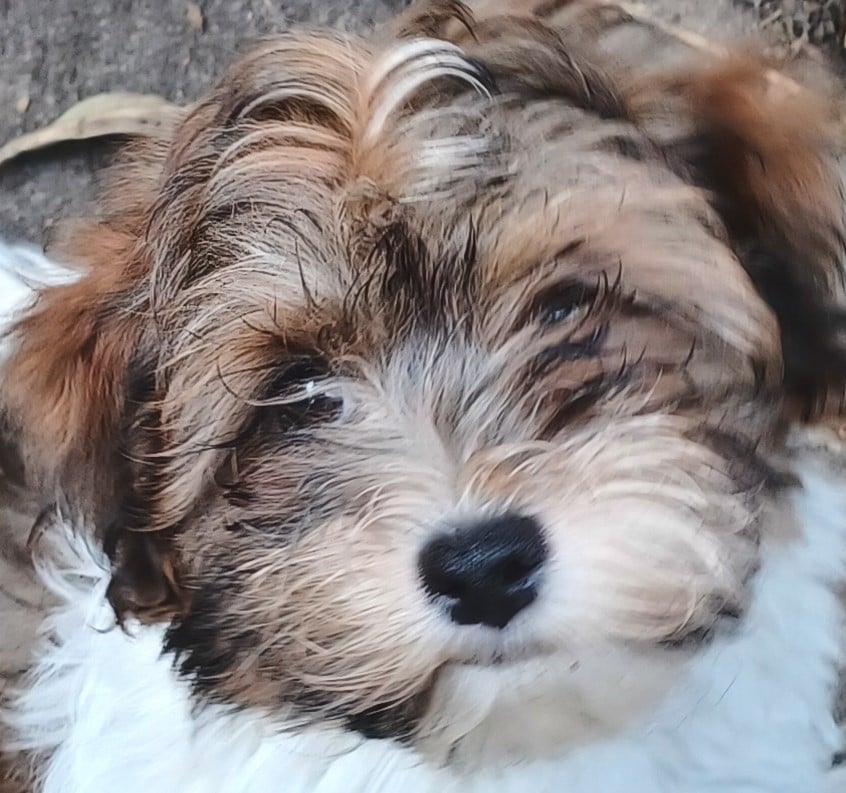 Chiot N°5