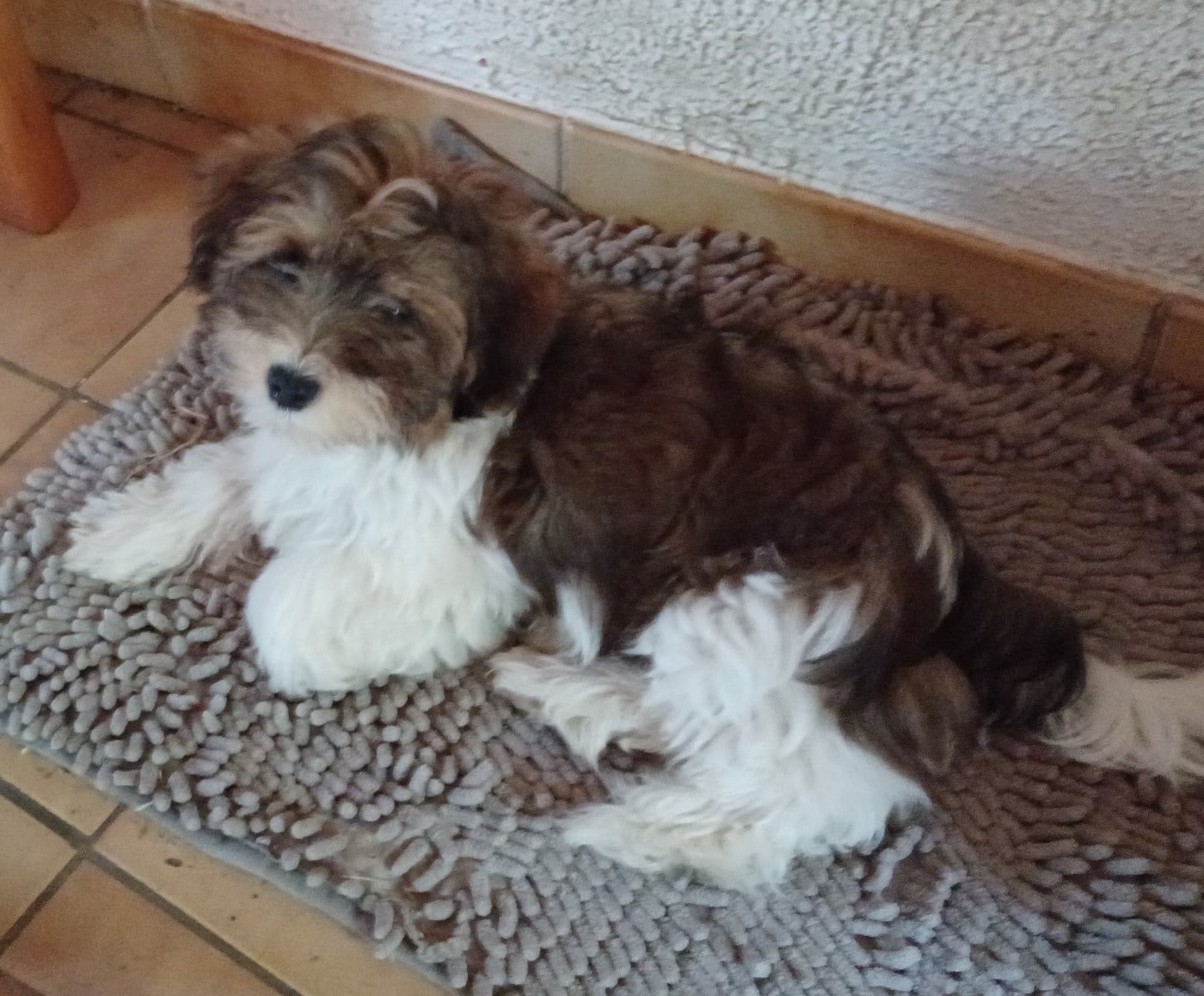 Chiot N°5
