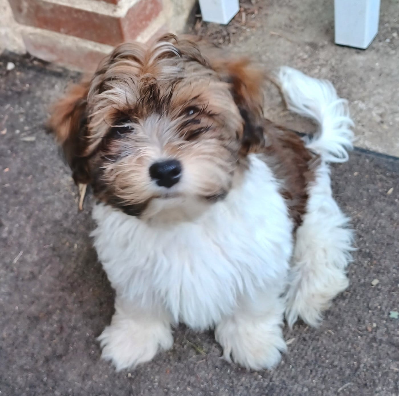 Chiot N°5