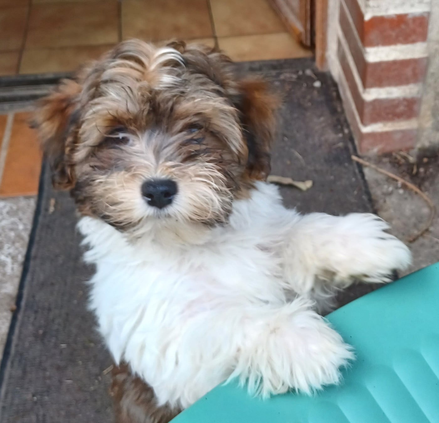 Chiot N°5