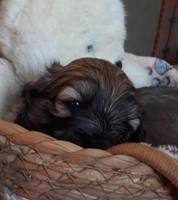 Les chiots de Bichon Havanais