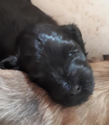 Les chiots de Bichon Havanais