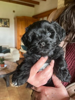 Les chiots de Bichon Havanais
