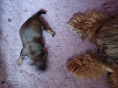 Chiot N°2 - Bichon Havanais