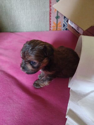 Les chiots de Bichon Havanais