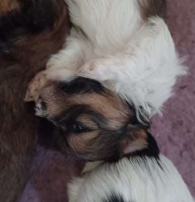 Les chiots de Bichon Havanais