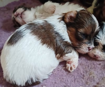 Les chiots de Bichon Havanais