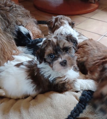 Les chiots de Bichon Havanais