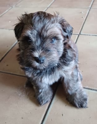 Les chiots de Bichon Havanais