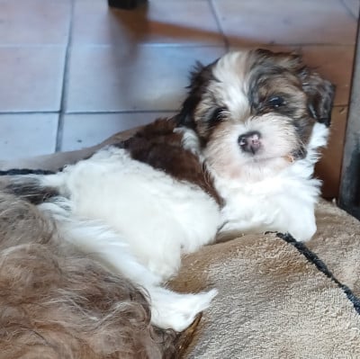 Les chiots de Bichon Havanais